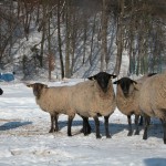 Phoca thumb l ovce 2010020152