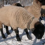 Phoca thumb l ovce 2010020158
