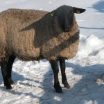 Phoca thumb l ovce 2010020161
