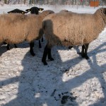 Phoca thumb l ovce 2010020163