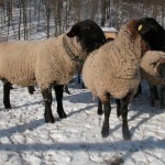 Phoca thumb l ovce 2010020165