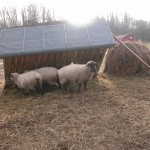 Phoca thumb l ovce 2010022812