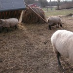 Phoca thumb l ovce 2010022815