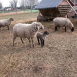 Phoca thumb l ovce 2010022823
