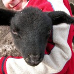Phoca thumb l ovce 2010022840